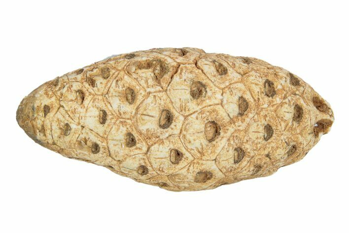 Fossil Seed Cone (Or Aggregate Fruit) - Morocco #255065